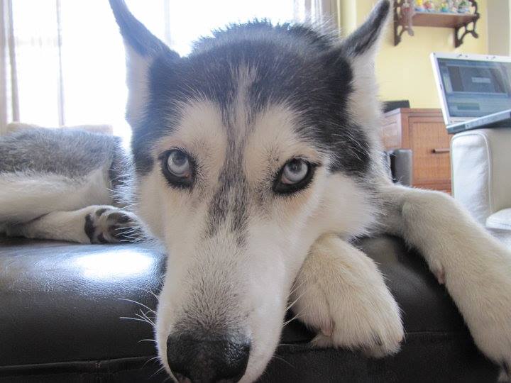 picture of a husky